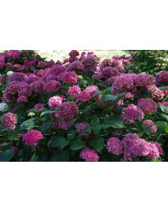 Hydrangea m. 'Tovelit' C2