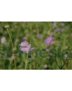 Knautia arvensis P9 / 24 per kist