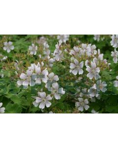 Geranium renardii P9 / 24 per kist