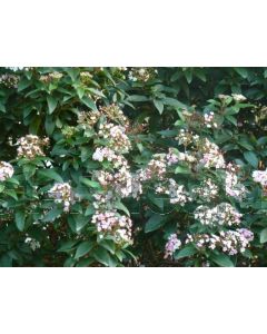 Viburnum tinus 'Eve Price' C9 40 cm stam