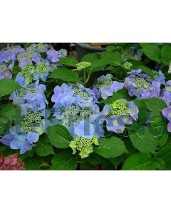 Hydrangea m. 'Blaumeise' C3