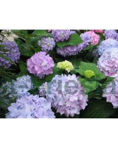 Hydrangea m. 'Endl Sum.(blauw)'® C5