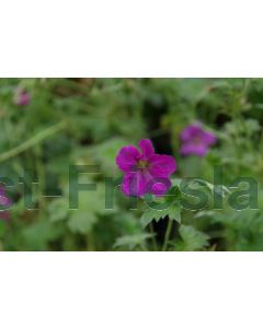 Geranium rivers. 'Russell Prichard' P9 / 24 per kist