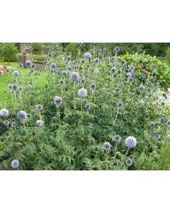 Echinops bannaticus 'Taplow Blue' P9 / 24 per kist