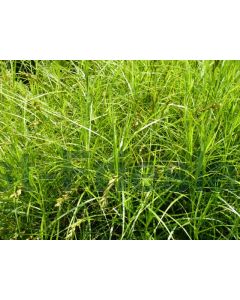 Carex muskingumensis P9 / 24 per kist