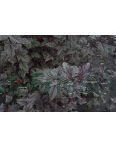 Physocarpus o.'Little Devil' ® 60-70 cm C12