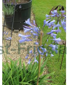 Agapanthus 'Dr. Brouwer' P9 / 24 per kist