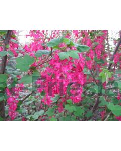 Ribes sang. 'Pulborough Scarlet' 60-80 cm C7.5