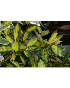 Elaeagnus pungens 'Maculata' 30-40 cm C3