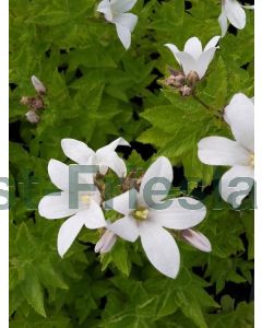 Campanula lact. 'Alba' P9 / 24 per kist