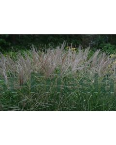 Miscanthus sin. 'Kleine Silbersp.' P9 / 24 per kist