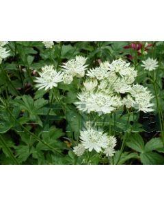 Astrantia maj. 'Superstar' P9 / 24 per kist