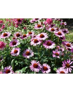 Echinacea purp. 'Magnus' P9 / 24 per kist