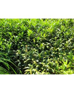 Sarcococca hook.'Humilis' C2