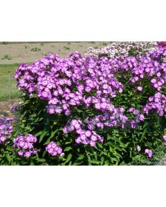 Phlox (P) Laura P9 / 24 per kist