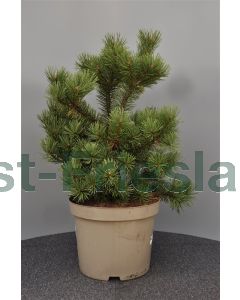 Pinus mugo 'Gnom' 50-60 cm C10