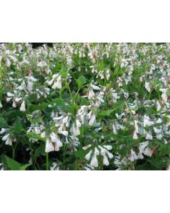 Symphytum grandiflorum P9 / 24 per kist