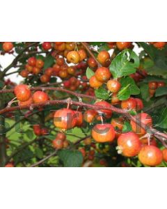 Malus 'Evereste' C5 80 cm stam