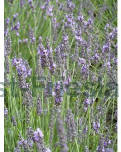 Lavandula ang. 'Grosso' P9 / 24 per kist