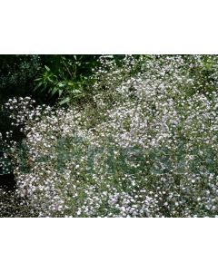 Gypsophila pan. 'Bristol Fairy' P9 / 24 per kist