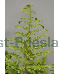 Polystichum set. 'Herrenhausen' P9 / 24 per kist