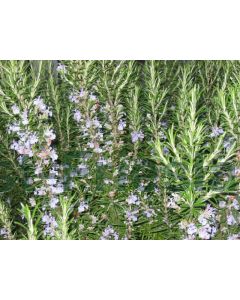 Rosmarinus officinalis C5