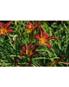 Hemerocallis 'Autumn Red' P9 / 24 per kist