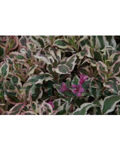 Weigelia florida 'Monet' C3