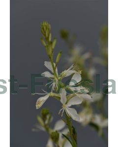 Gaura lind. 'White' C1.5