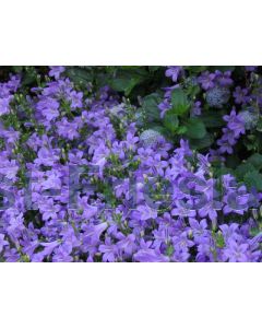 Campanula portenschlagiana P9 / 24 per kist