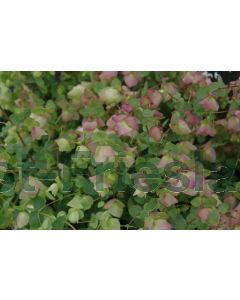 Origanum rot. 'Kent Beauty' P9 / 24 per kist