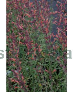 Agastache barberi 'Firebird' P9 / 24 per kist