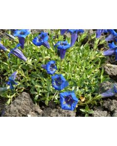 Gentiana acaulis P9 / 24 per kist