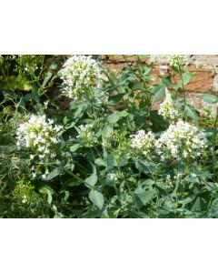 Centranthus ruber 'Albus' P9 / 24 per kist