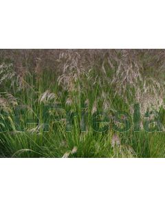 Deschampsia c. 'Goldtau' P9 / 24 per kist