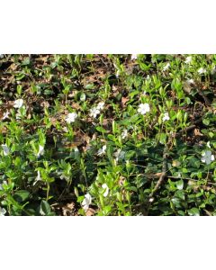 Vinca minor 'Alba' P9 / 24 per kist