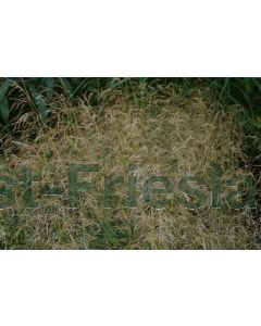 Deschampsia c. 'Goldschleier' P9 / 24 per kist