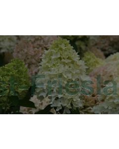 Hydrangea pan. 'Skyfall'® C3