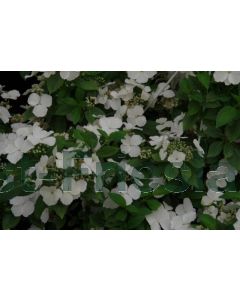 Hydrangea m.'Runaway Bride' ® C2