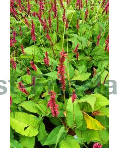 Persicaria ampl. 'Speciosa' P9 / 24 per kist