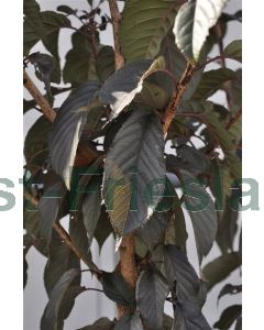 Prunus serr. 'Royal Burgundy' 10/12 C45 220 cm stam