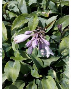 Hosta 'Halcyon' P9 / 24 per kist