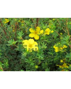 Potentilla f. 'Klondike' P14