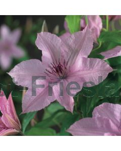 Clematis 'Hagley Hybrid' 75 cm C2