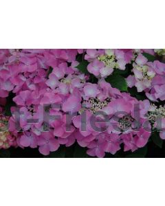 Hydrangea m. (Roze) C2