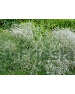 Gypsophila paniculata P9 / 24 per kist