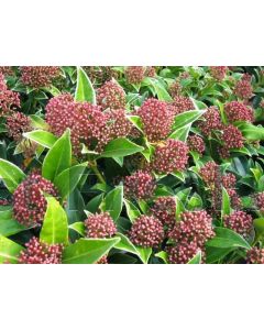 Skimmia jap. 'Godrie's Dwarf' C2