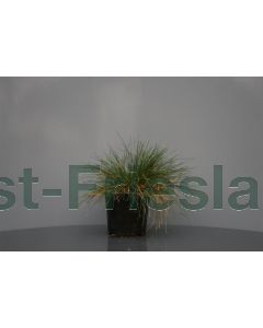 Festuca glauca C2