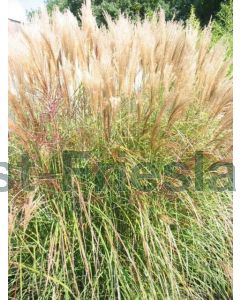 Miscanthus sin. 'Silberspinne' P9 / 24 per kist