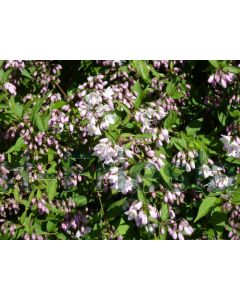 Deutzia purp. 'Kalmiiflora' C2